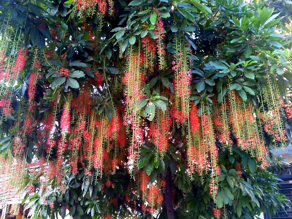 c&acirc;y nhiều lộc